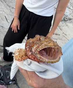 Red Lionfish