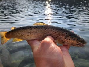 Brown Trout