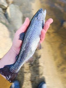Rainbow Trout