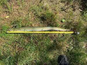 European Eel (Common Eel)