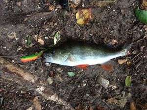 European Perch