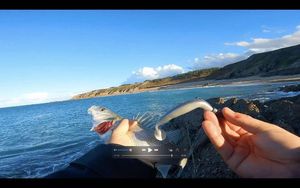 European Bass (Seabass)