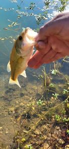 Smallmouth Bass