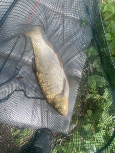 Common Bream