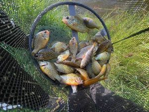 Green Sunfish