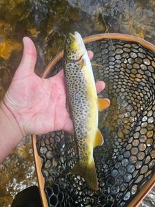Brown Trout