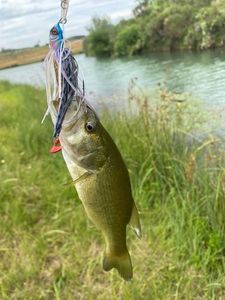 Largemouth Bass