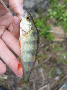 European Perch