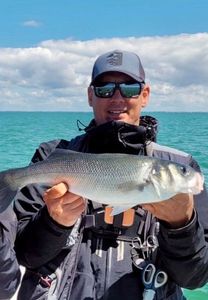 European Bass (Seabass)
