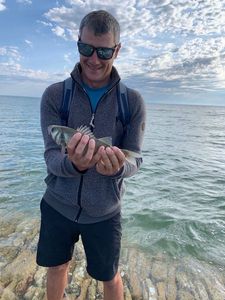 European Bass (Seabass)