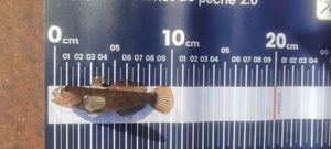 Black Goby
