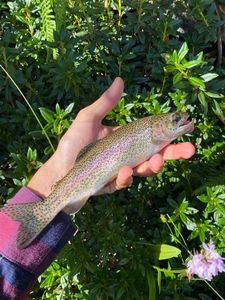 Rainbow Trout