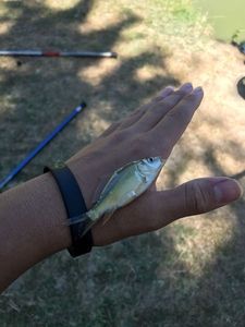 Leather Carp