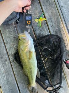 Largemouth Bass