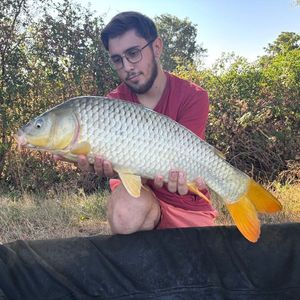 Common Carp