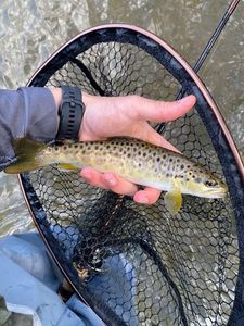 Brown Trout