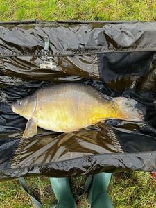 Mirror Carp