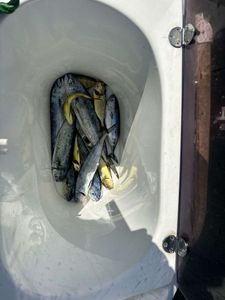 Dolphinfish