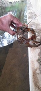White-Clawed Crayfish