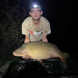 Common Carp
