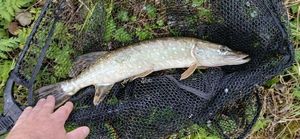 1er lancer 1er poisson!!