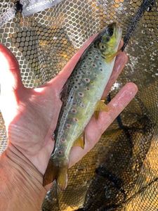 Brown Trout