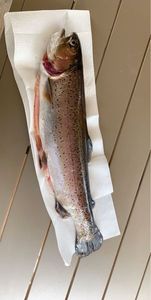 Rainbow Trout