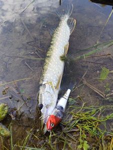 Northern Pike