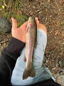 Rainbow Trout
