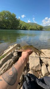 Rainbow Trout