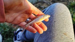 Gudgeon