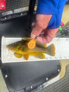 Ballan Wrasse
