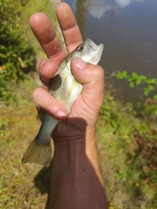 Largemouth Bass