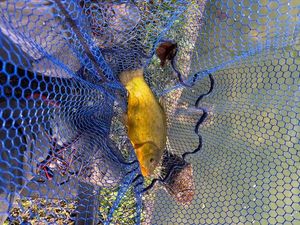 Tench