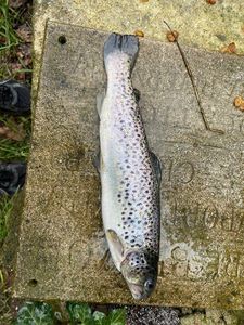 Brown Trout