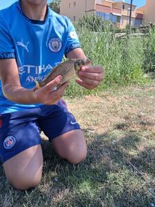 Common Carp