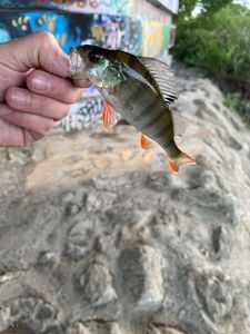European Perch