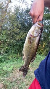 Smallmouth Bass