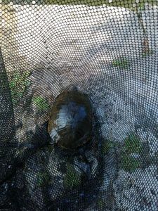 Red-Eared Slider