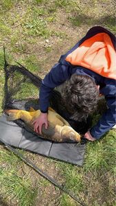 Common Carp