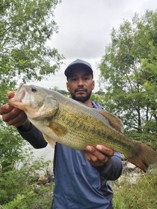 Largemouth Bass