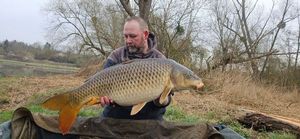 Common Carp