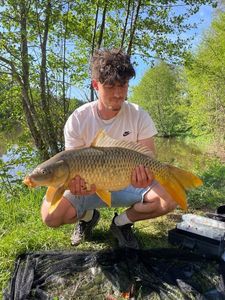 Common Carp