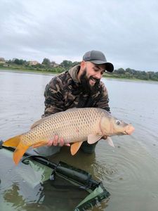 Common Carp