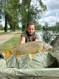 Common Carp