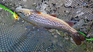 Tiger Trout