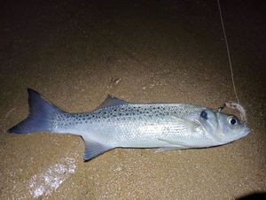 Spotted Seabass