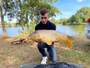 Common Carp