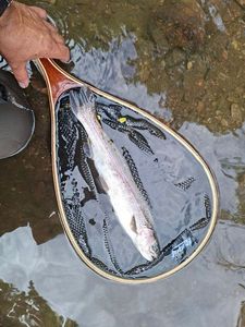 Rainbow Trout