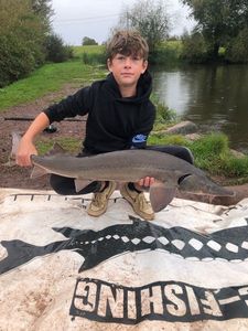 Sturgeon